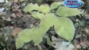 группа Салам - Унутма мени