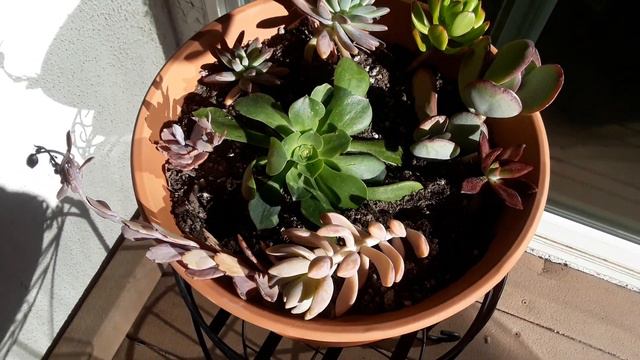 Succulent SUCCULENTS!💚💛💚🌟🌟 смотреть онлайн