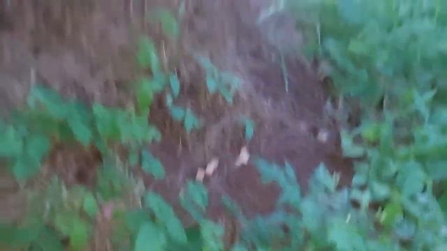 СИЛЬНЫЙ ДЕНЕЖНЫЙ ЗАГОВОР НА МУРАВЕЙНИК. ДЛЯ ВСЕХ. ВЕДЬМИНА ИЗБА ▶️ ИНГА ХОСРОЕВА смотреть онлайн