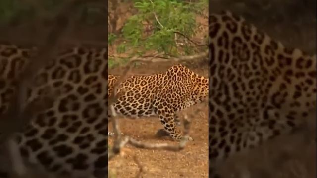 Ceylon leopard   hunts for crocodiles! 실론 표범   악어 사냥! #leopard #hunts #animals