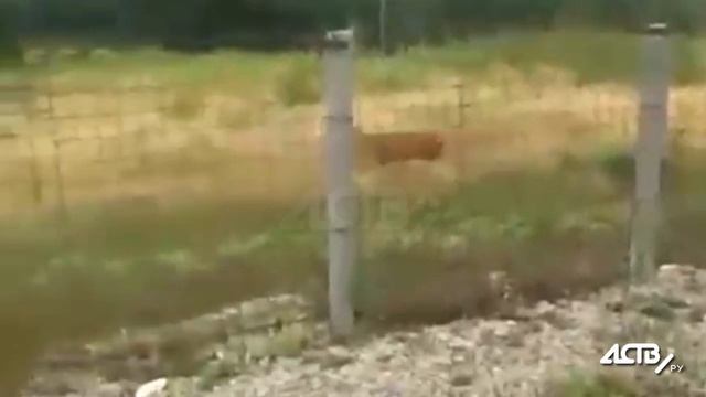 Очевидец снял оленя около аэропорта Южно-Сахалинска смотреть онлайн