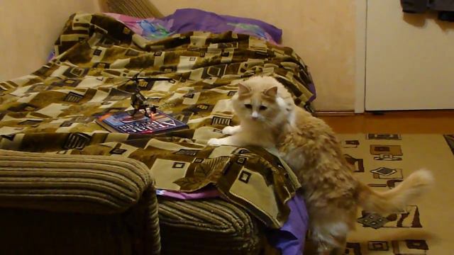 Кот и радиоуправляемый вертолет
