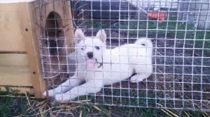 Белая лайка хочет на свободу а ее не отпускают