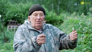 Удаляем поросль малины для увеличения урожая. Рекомендации опытного малинника Анатолия Сидоровича