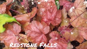 Гейхерелла сорт Redstone Falls в июне