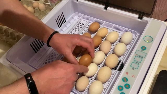 ИНКУБАЦИЯ В HHD попытка №2 смотреть онлайн