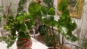 Самые неприхотливые комнатные лианы.Хойя,монстера,филодендрон.