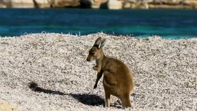 15 Детеныши в дикой природе смотреть онлайн
