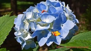 Гортензия крупнолистовая Лавбла (lavblaa) ? обзор: как сажать, саженцы гортензии Лавбла