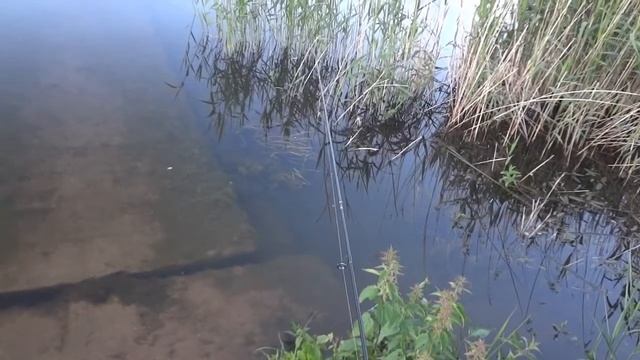 Ловля окуня с берега, микроджиг на озере Сенеж.