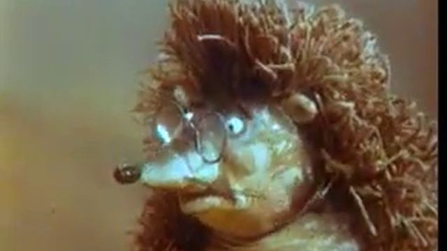 ежик должен