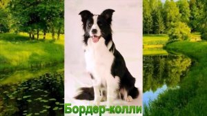 Средние породы собак 1 часть