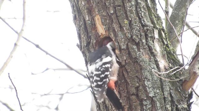 Белоспинный дятел (Dendrocopos leucotos) выдалбливает дупло смотреть онлайн
