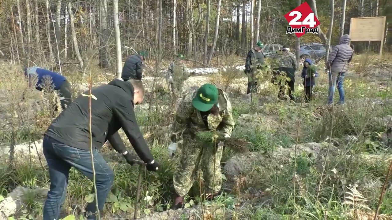 В РЕГИОНЕ ПЛАНИРУЮТ ВЫСАДИТЬ ПОРЯДКА 140 ТЫСЯЧ ДЕРЕВЬЕВ