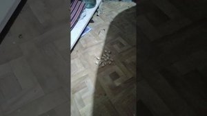 Приручение диких крыс.