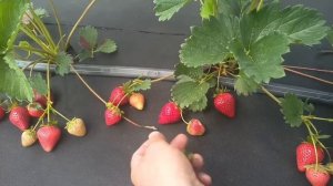 Клубника Моллинг столетие!