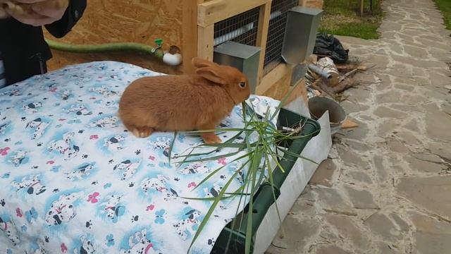 НЗК НОВОЗЕЛАНДСКИЙ КРАСНЫЙ КРОЛИК смотреть онлайн