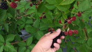 Сорт ежевики американской селекции Вождь Чиф Джозеф!!! Дегустация ягоды!