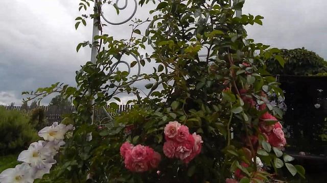 Роза рамблер второгодка Розовый водопад Utigord Falls август 2019 смотреть онлайн