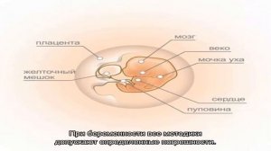 Можно ли по сердцебиению определить пол плода?