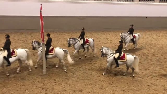 Липицианы Вена 24/11/19 смотреть онлайн