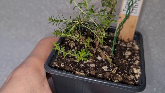 Триптомена розовая