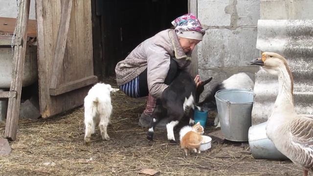 С козлятами скучно не бывает.