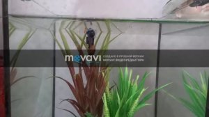 Рыбка петушок. Все о содержание, и дрессировке.