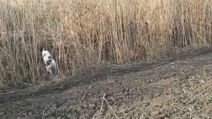 Работа русского охотничьего спаниеля Дуси по зайцу.