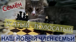 Кот Семен | Наш домашний питомец | Усатый полосатый