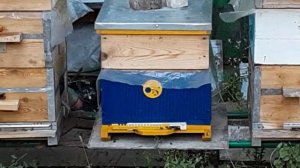 Отводок на роевой маточник в августе. Часть 2