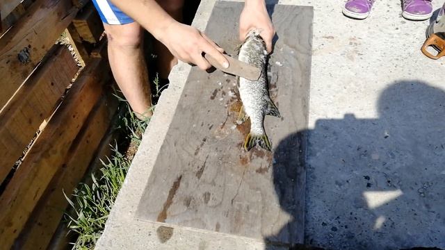 Как почистить рыбу. смотреть онлайн