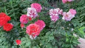 Мой цветник в июне // Розы до и после