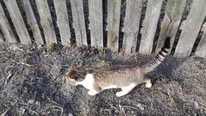 Кот Мурчик метит свою территорию, бегает кросс по огороду