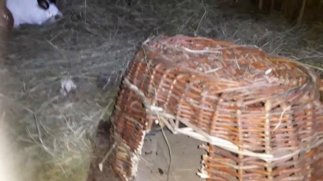 Гнездо для крольчихи своими руками смотреть онлайн