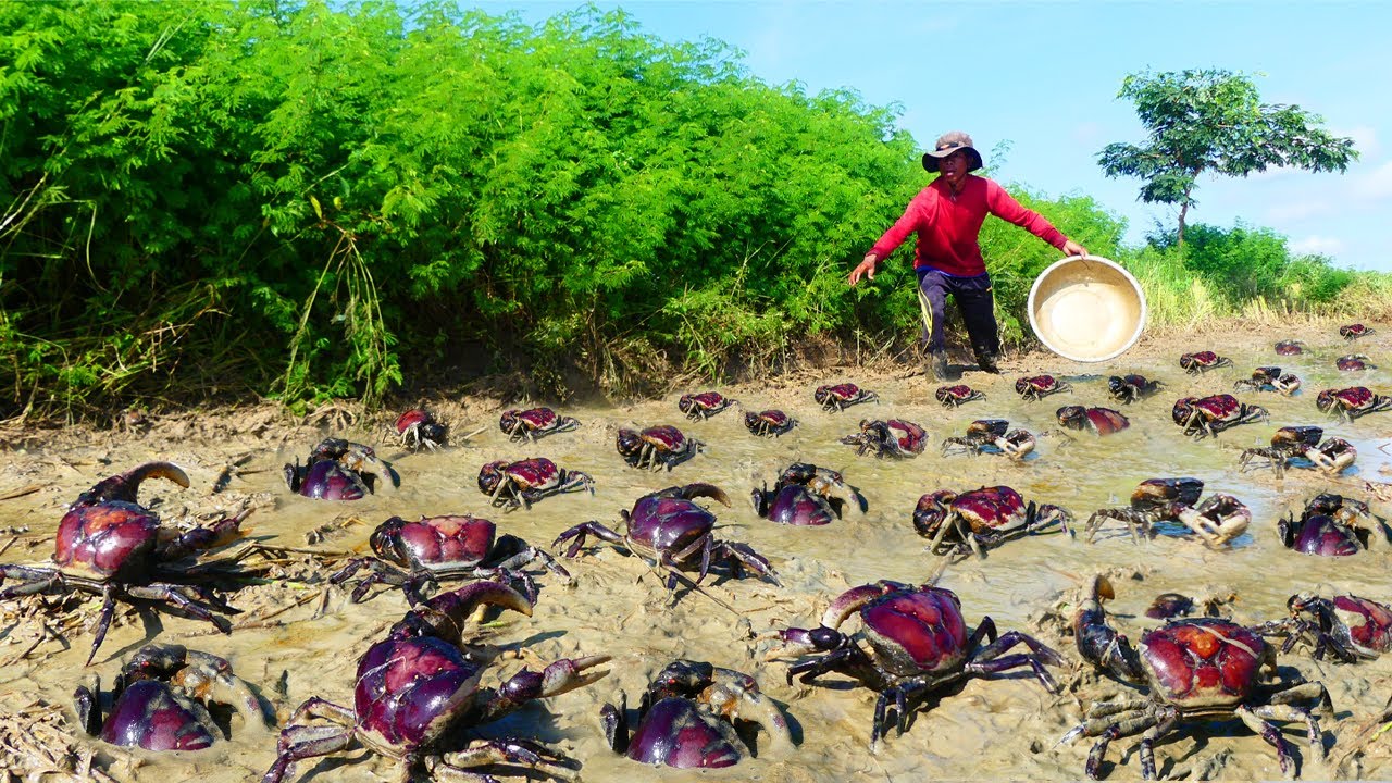 Ловля полевых крабов смотреть онлайн