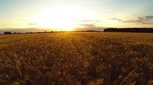 Александр Солодуха - За агронома.