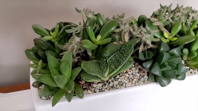 How to fix sunburn from grow lights, and what causes it | Succulents in Seconds смотреть онлайн