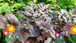 Астильба китайская Шоколате Шогун. Краткий обзор, описание astilbe chinensis Chocolate Shogun