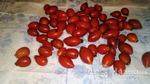 Сушка шиповника на зиму