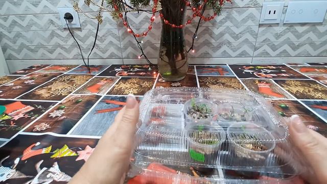 Сеянцам адениумов месяц.  Начинаем их подкармливать.  Обзор новой посадки.