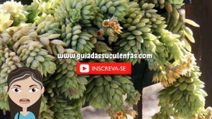 Sedeveria Harry Butterfield: Um Guia Desta Suculenta