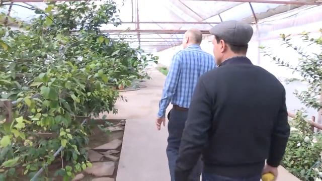 Правильное выращивание цитрусовых в теплицах.
