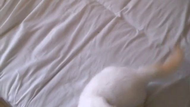 Белочка с игрушкой. смотреть онлайн