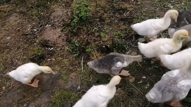 ГУСЯТА В БАССЕЙНЕ, 25 ДНЕЙ, ЛИНДА И СЕРЫЙ, ЖИЗНЬ ПРЕКРАСНА смотреть онлайн