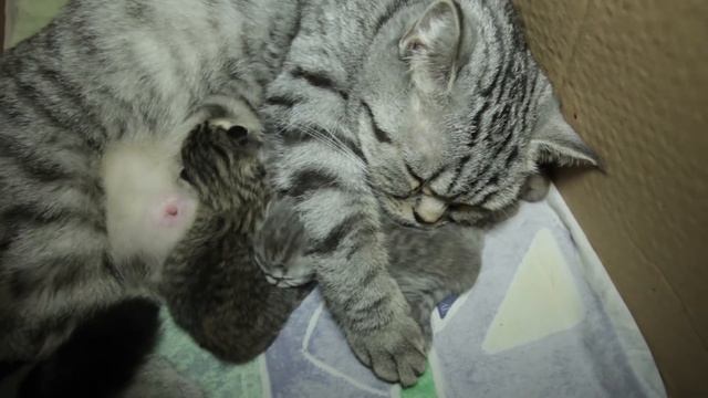Мои маленькие котята и их мама. Милые котята только родились..