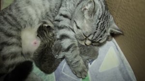 Мои маленькие котята и их мама. Милые котята только родились..