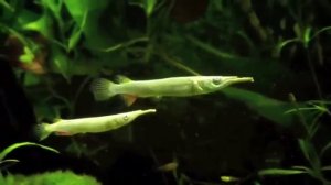 Dermogenys pusillus Дермогенис карликовый продажа оптом