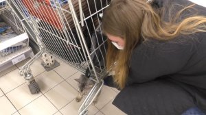 ПРЯТКИ В АШАНЕ С КОТАМИ И СОБАКОЙ