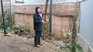 ОБЗОР САДА Криптомерии (7 сортов) ПЕРВОЦВЕТЫ | ЦВЕТУЩИЙ САД В ФЕВРАЛЕ | Редкие растения в саду